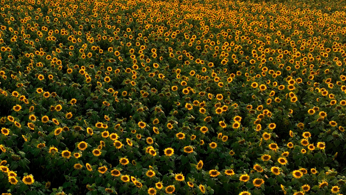 Imported Argentine sunflower is being refined into dangerous oil banned in EU