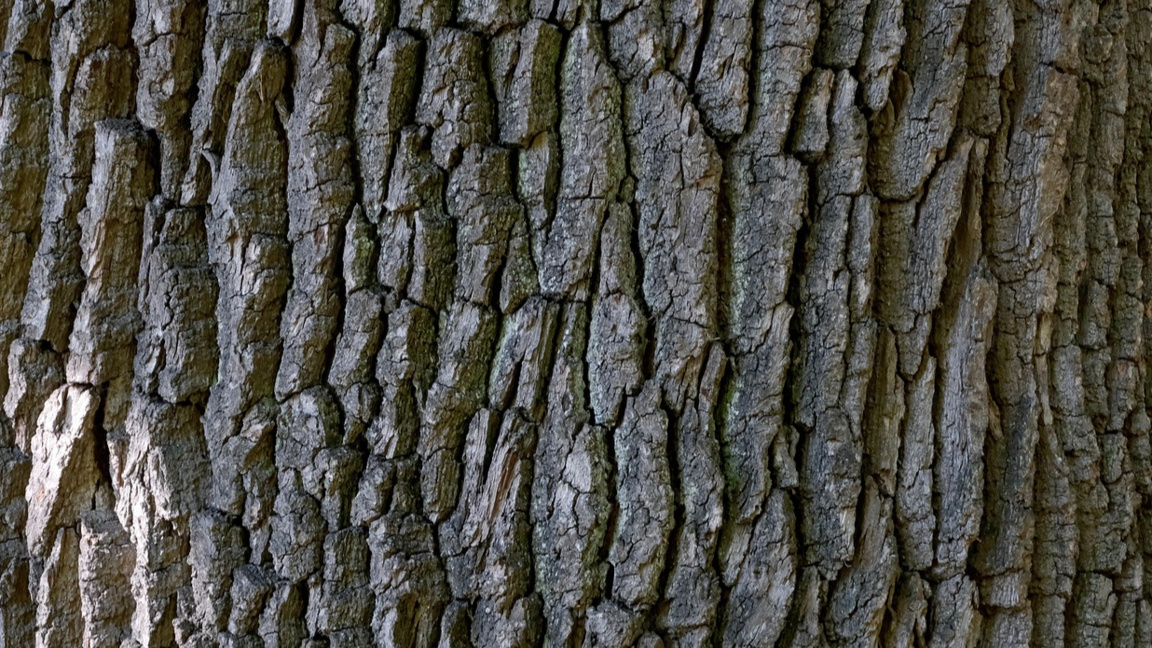 Собственици на къщи за гости в Крапец притеснени след сеч на дървета