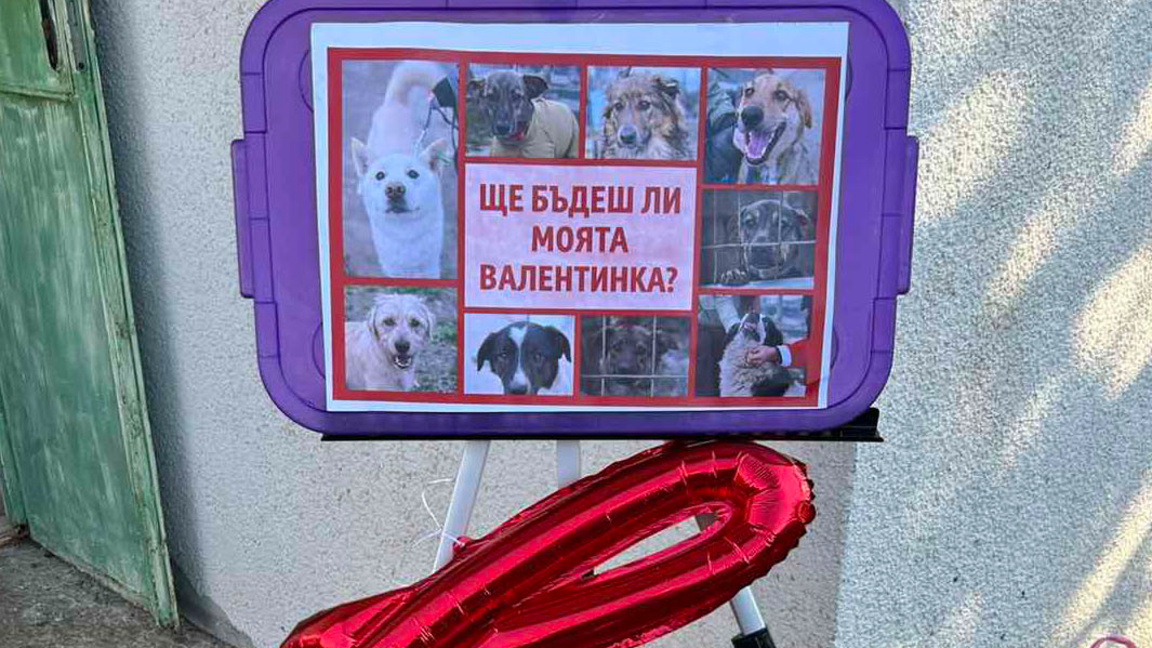 "Намери по-добрата си половинка"- малки кученца от приюта чакат своя човек