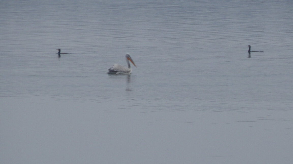 250 хиляди са зимуващите водолюбиви птици у нас