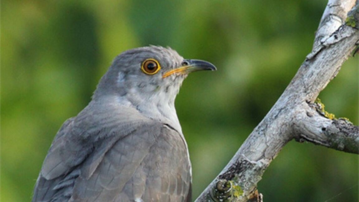 The cuckoo calls for the first time, animals awaken from their winter sleep on Blagovets