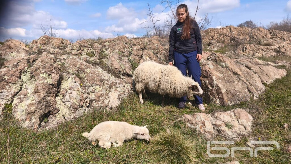 спасяване на овце