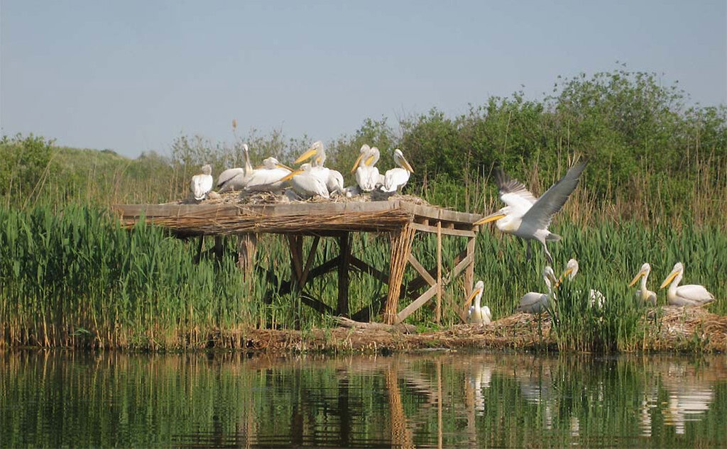 Снимка: Рени Петрова, srebarnalake.com