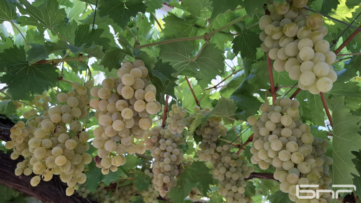 Последен срок за лозарите да кандидатстват за компенсиране на разходите си за борба с вредителите