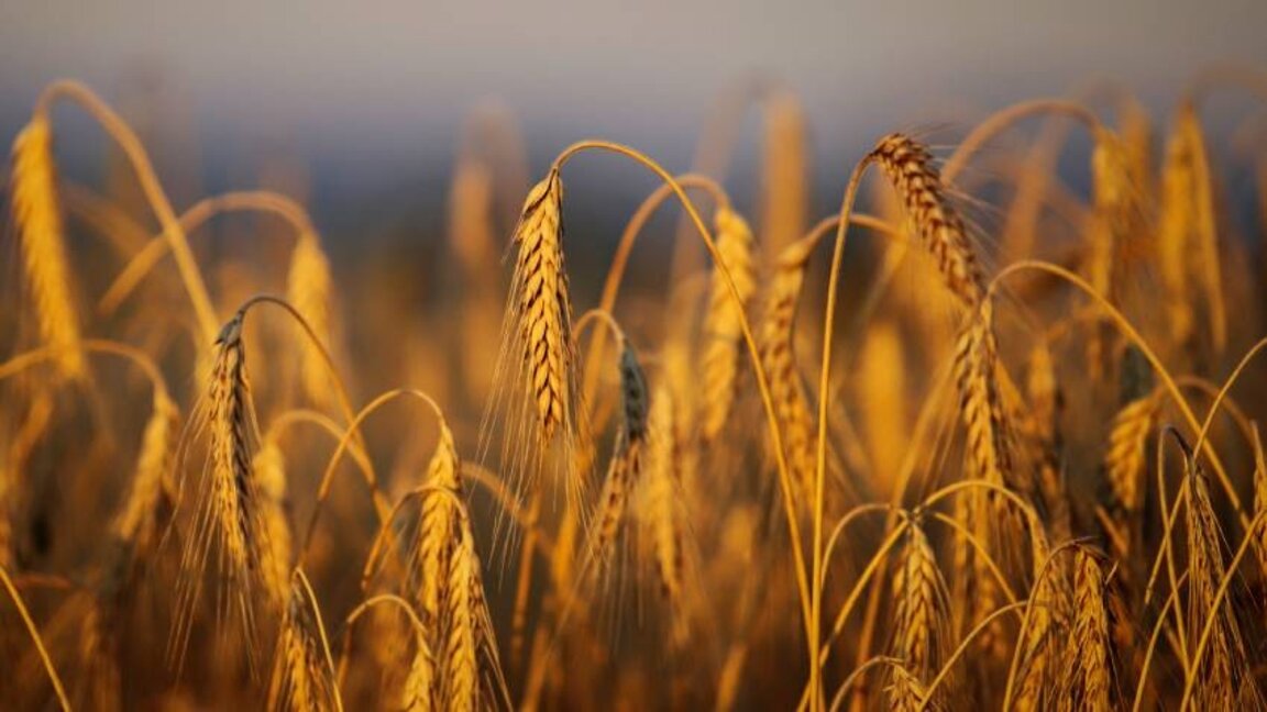 В Ловеч очакват високи добиви от пшеница, Киселова открива жътвената кампания в Хайредин