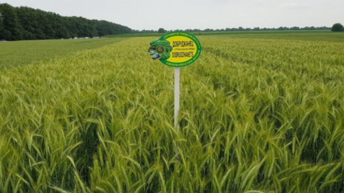 Geleceğin tahıl kültürü tritikale