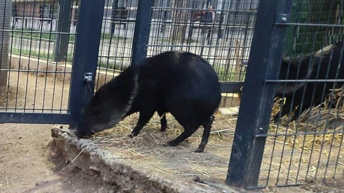 Drei Halsbandpekaris und ein brauner Kapuzineraffe sind die neuen Stars im Zoo von Stara Sagora