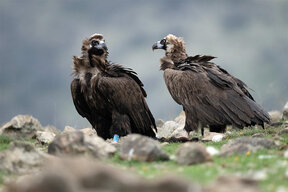 A new pair of black vultures spotted in the Eastern Rhodopes