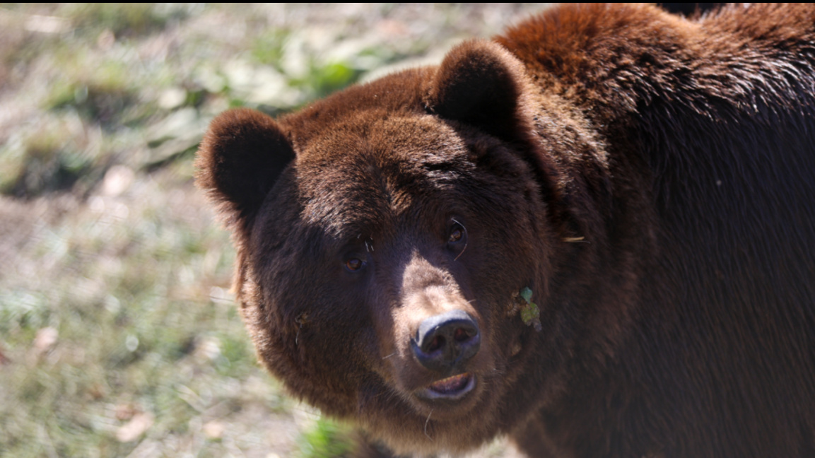Внимание, медведь!