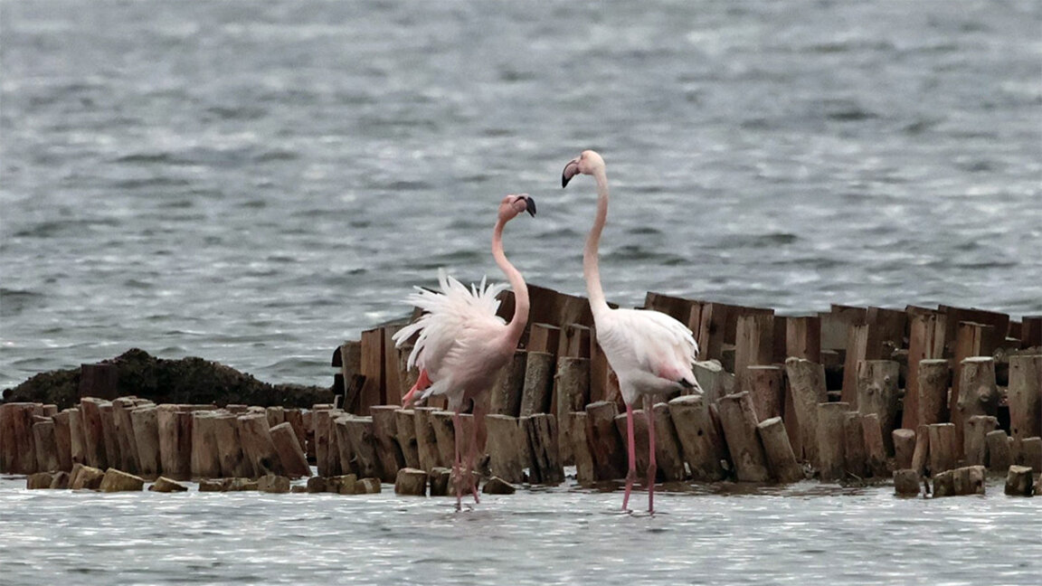 Почиње 48. зимско пребројавање птица водених станишта у Бугарској