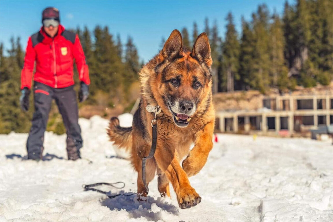 Foto: Facebook / Grupi i Shpëtimit me qentë e Shërbimit të Shpëtimit Malor pranë Kryqit të Kuq Bullgar