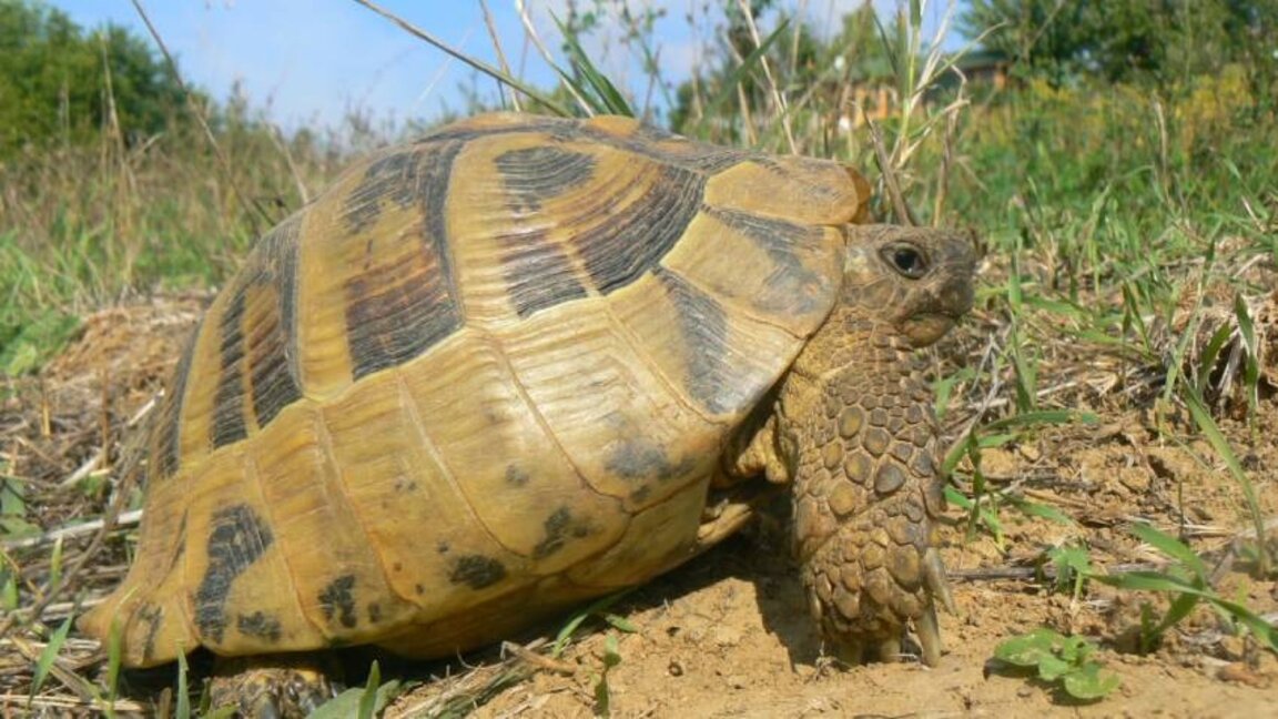 Me një “Festë e dinozaurëve për fëmijë ” mbledhin fonde për Qendrën e Shpëtimit të Breshkave