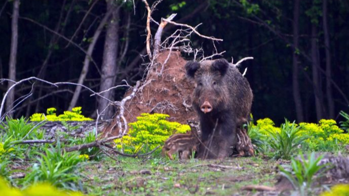 Африканската чума по свинете е силно заразно вирусно заболяване по домашните и дивите свине.