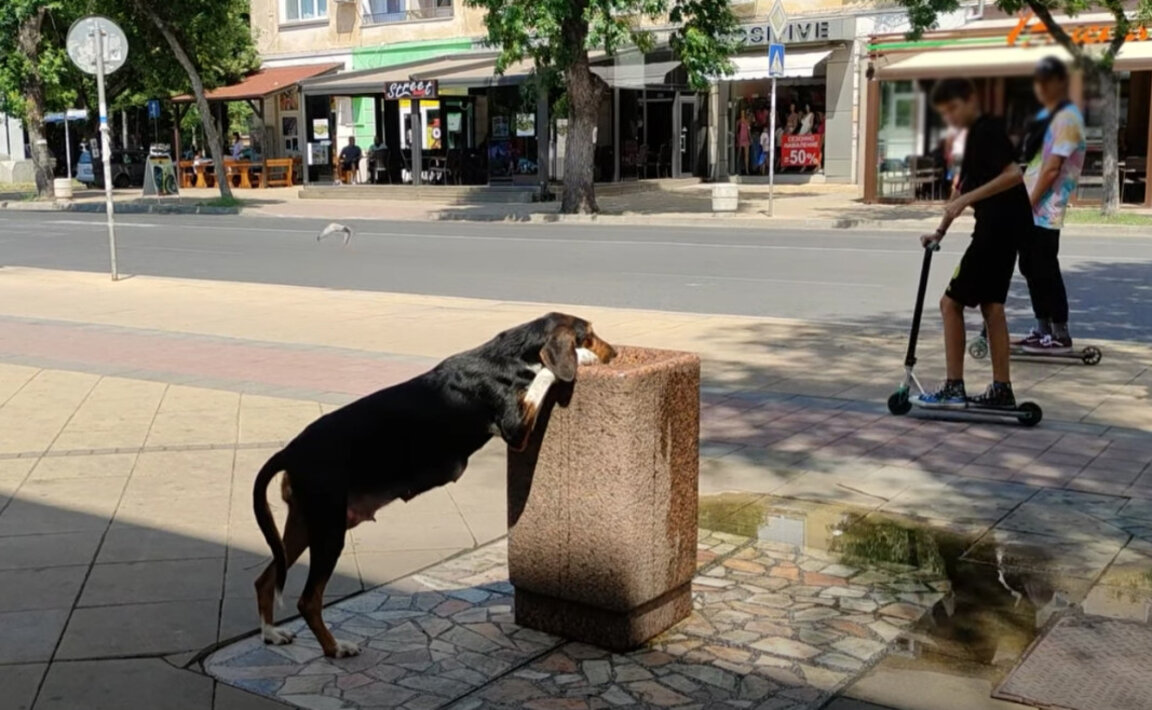 Кирково с програма за овладяване на популацията на безстопанствените кучета