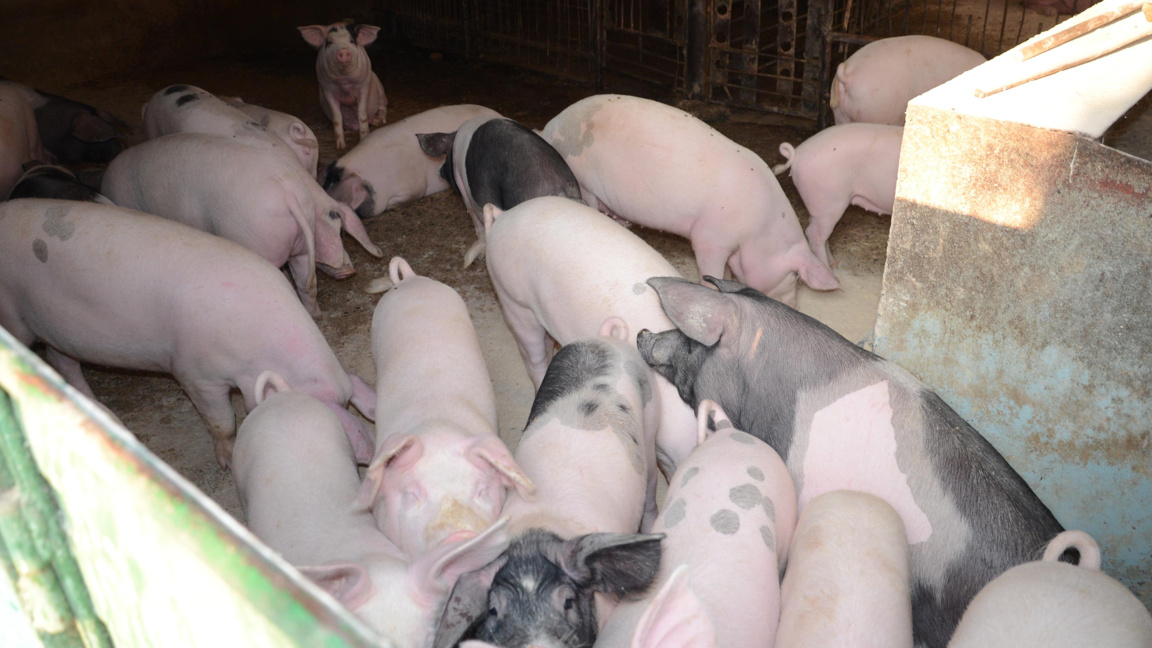 Предизвикателствата пред свиневъдите- ниски изкупни цени и непосилни изисквания