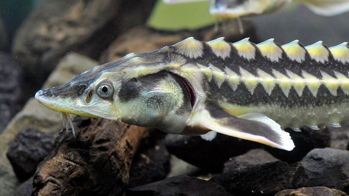 © WWF
Надживели динозаврите, днес есетрите са на ръба на изчезването.