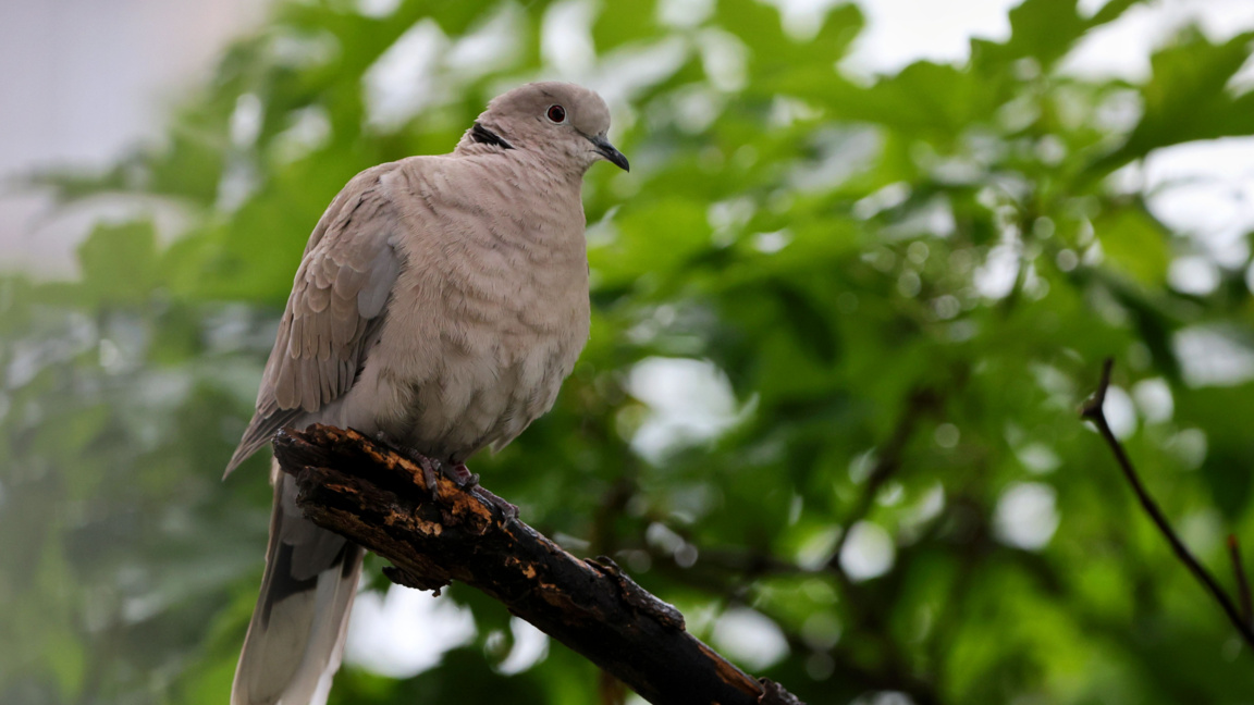 Прогноза за времето през идващата седмица