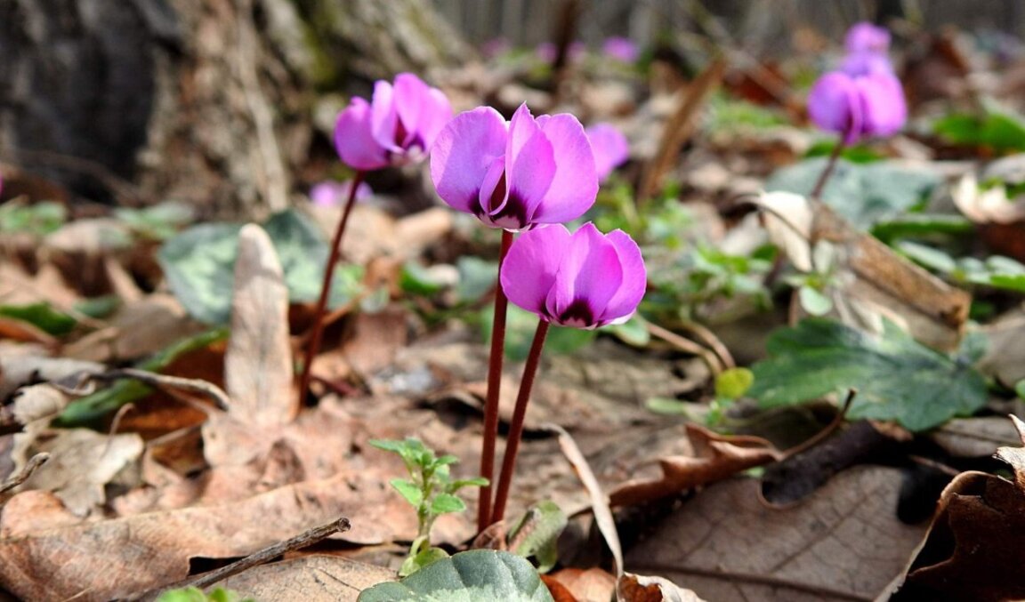 Започнете седмицата с Радио Шумен