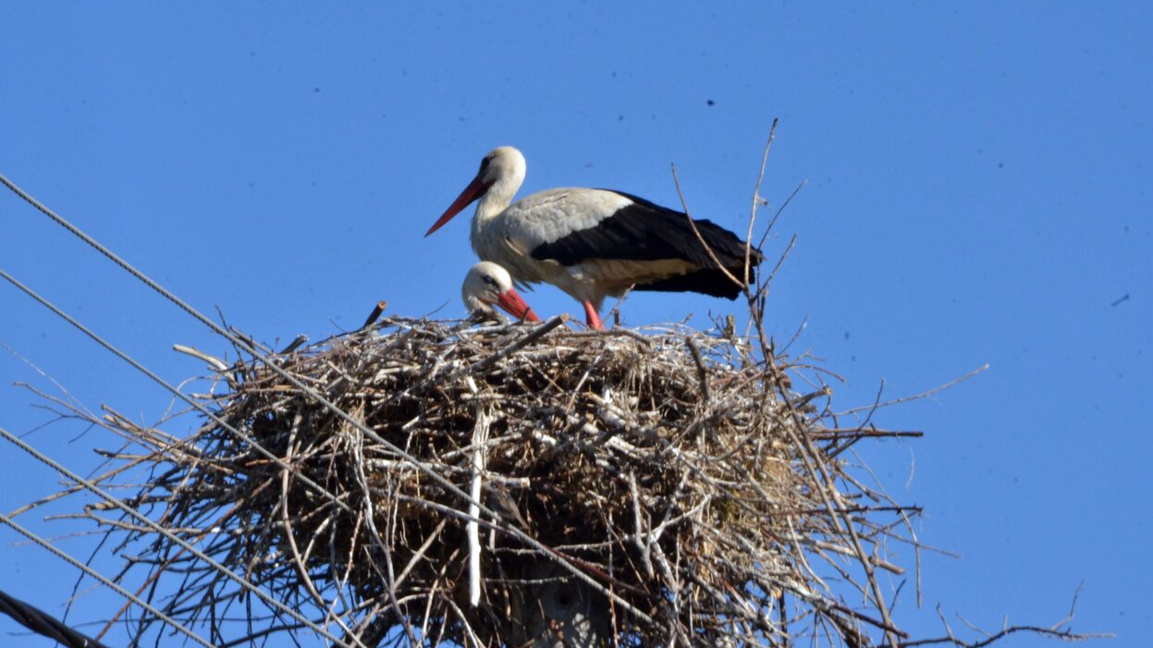 Storks find a home in the village of Tsar Simeonovo near Vidin