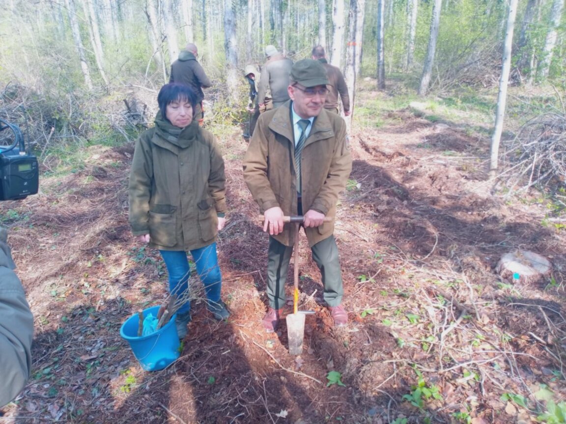 Нови дръвчета на платото