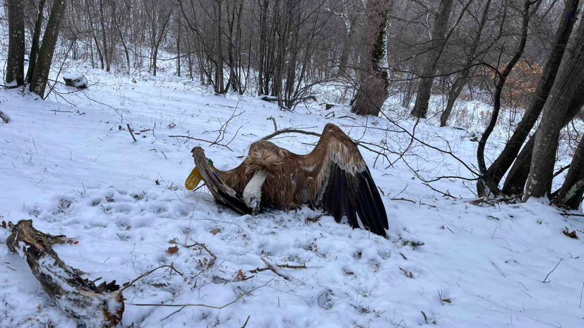 Убит лешояд