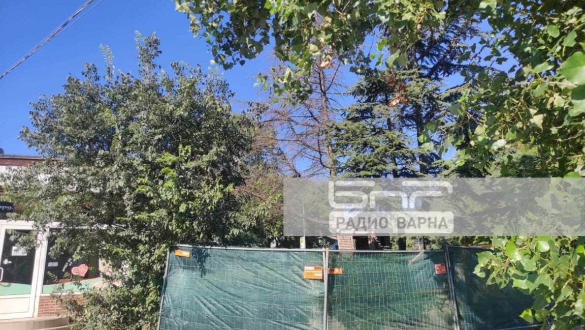Поставиха заграждения около градинката с кедрите в кв. "Аспарухово", пет от седемте кедъра вече са отсечени