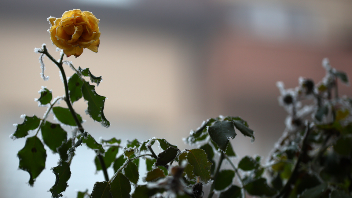 Времето през първата седмица на зимата