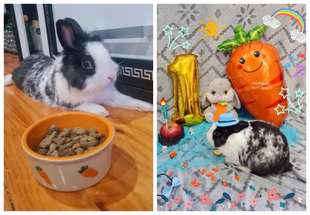 Да имаш не куче, не коте – а пухкаво зайче на име Белла