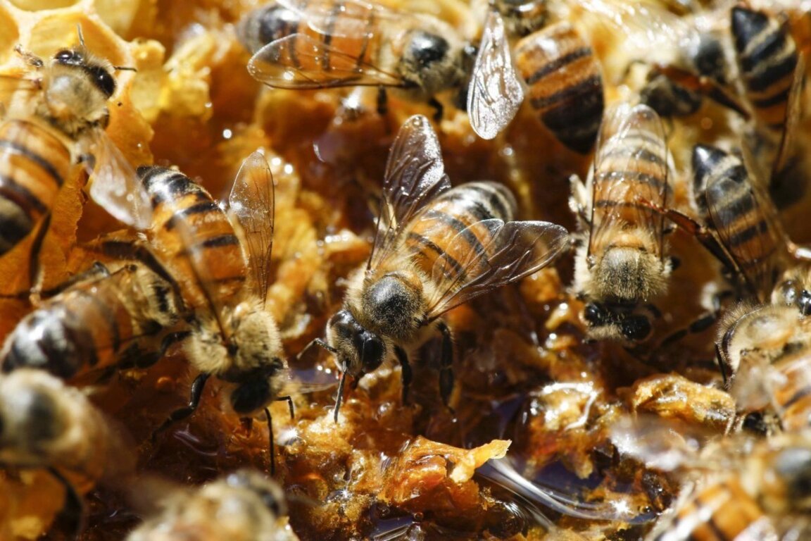 La mortalité chez les abeilles atteint 90%...
