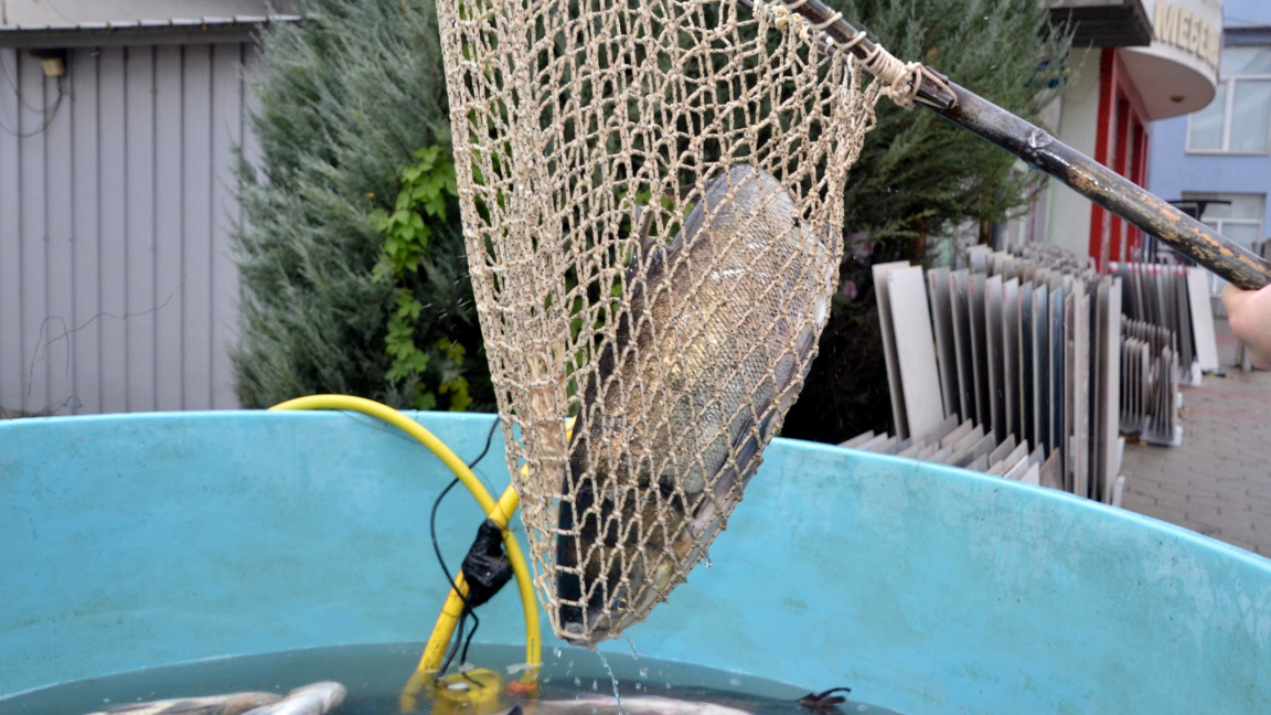 Риба Никулден