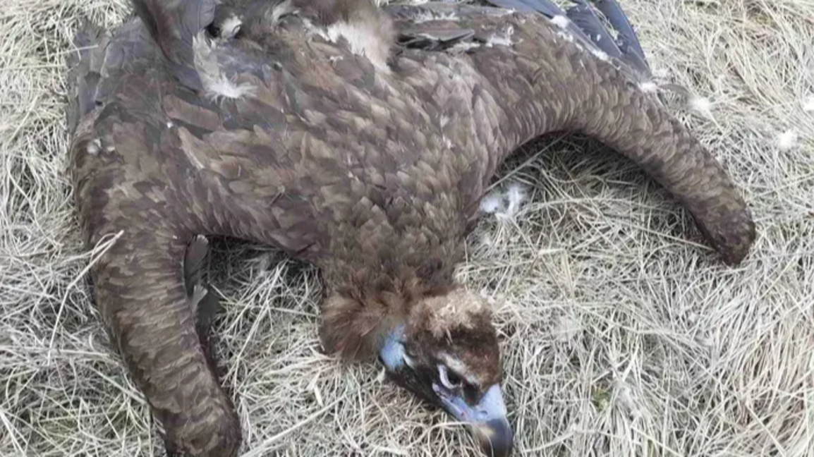 Отровен лешояд, 2022 г.