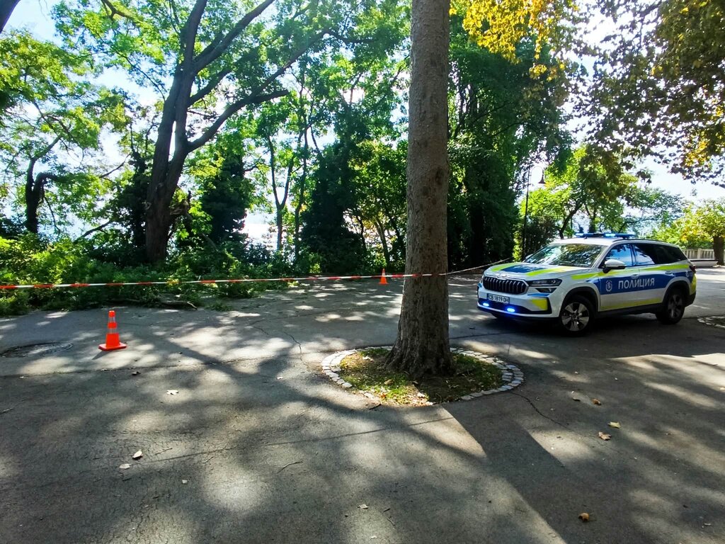Клон се стовари върху служители по чистотата в Морската градина