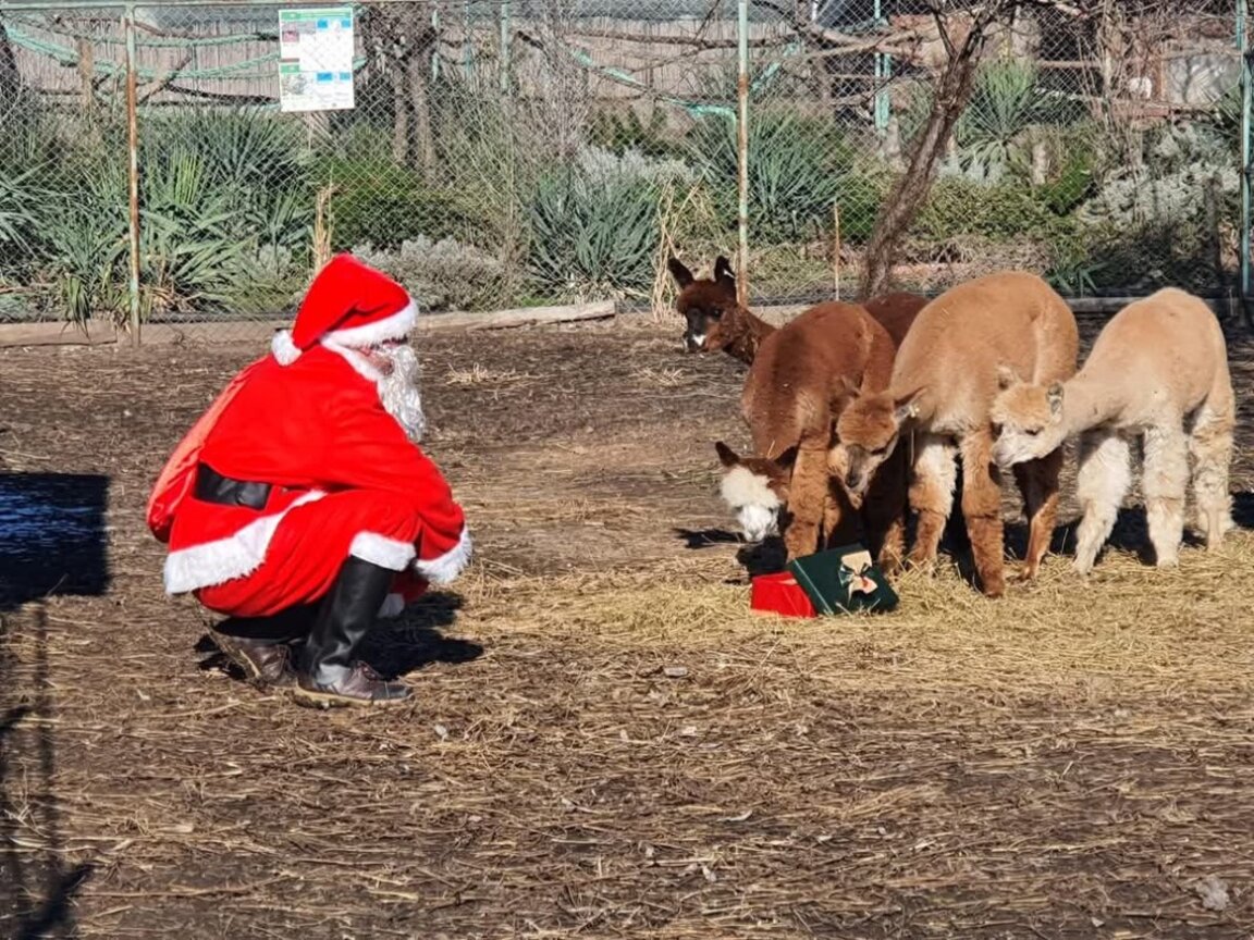 Kafshët në Kopshtin Zoologjik të Burgasit marrin dhurata nga Plaku i Krishtlindjeve