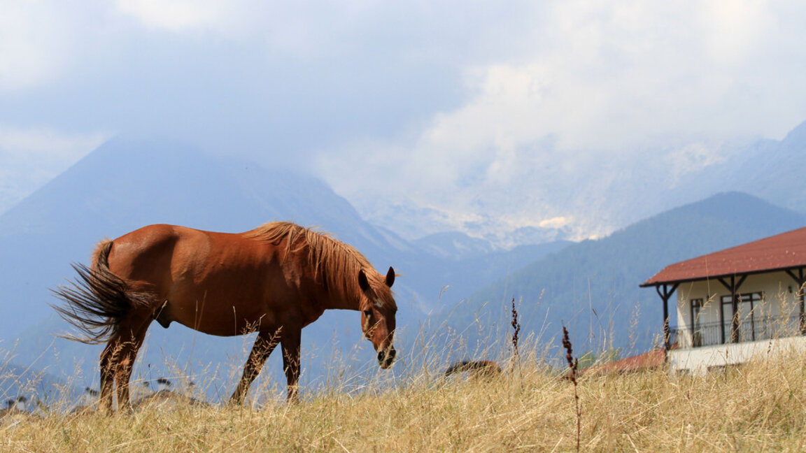 32,687 horses are bred in Bulgaria, more than one third are thoroughbreds