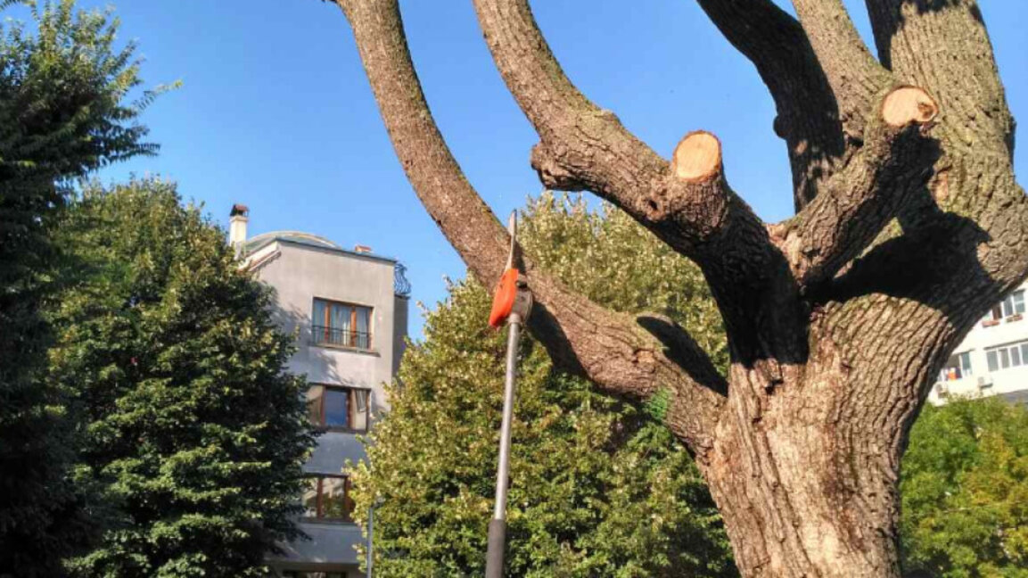 Кастрят дърветата в Дупница