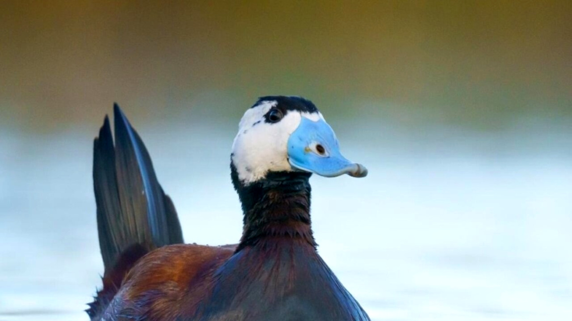 Тръноопашат потапник