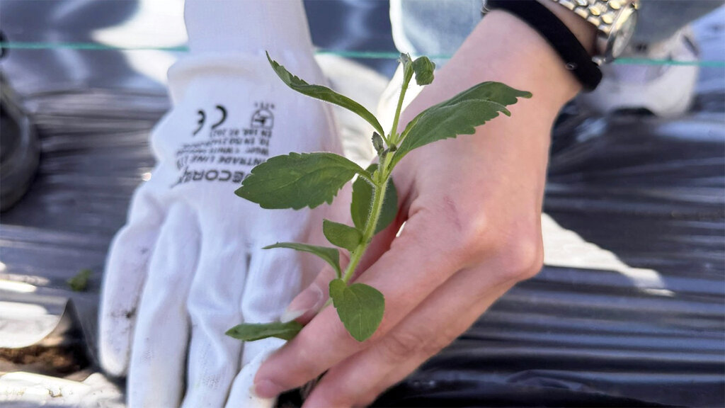 Estevia, alternativa al tabaco para agricultores de los Ródopes