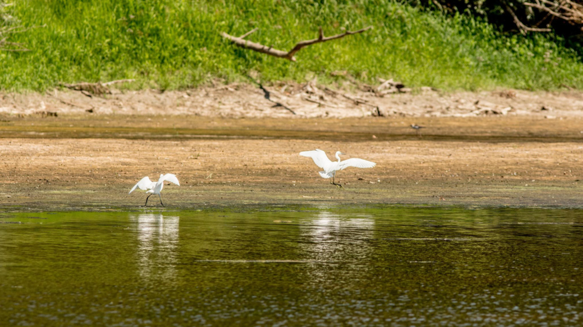 Srebarna Lake faces critically low water levels