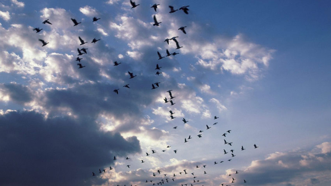 Invoking good forces over Bulgarian Christmas celebrations