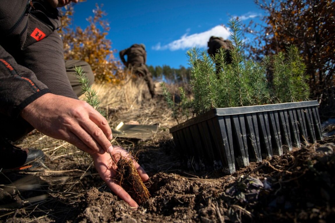 Засаждат 13 хил. фиданки в местността „Седми километър“ край Стара Загора