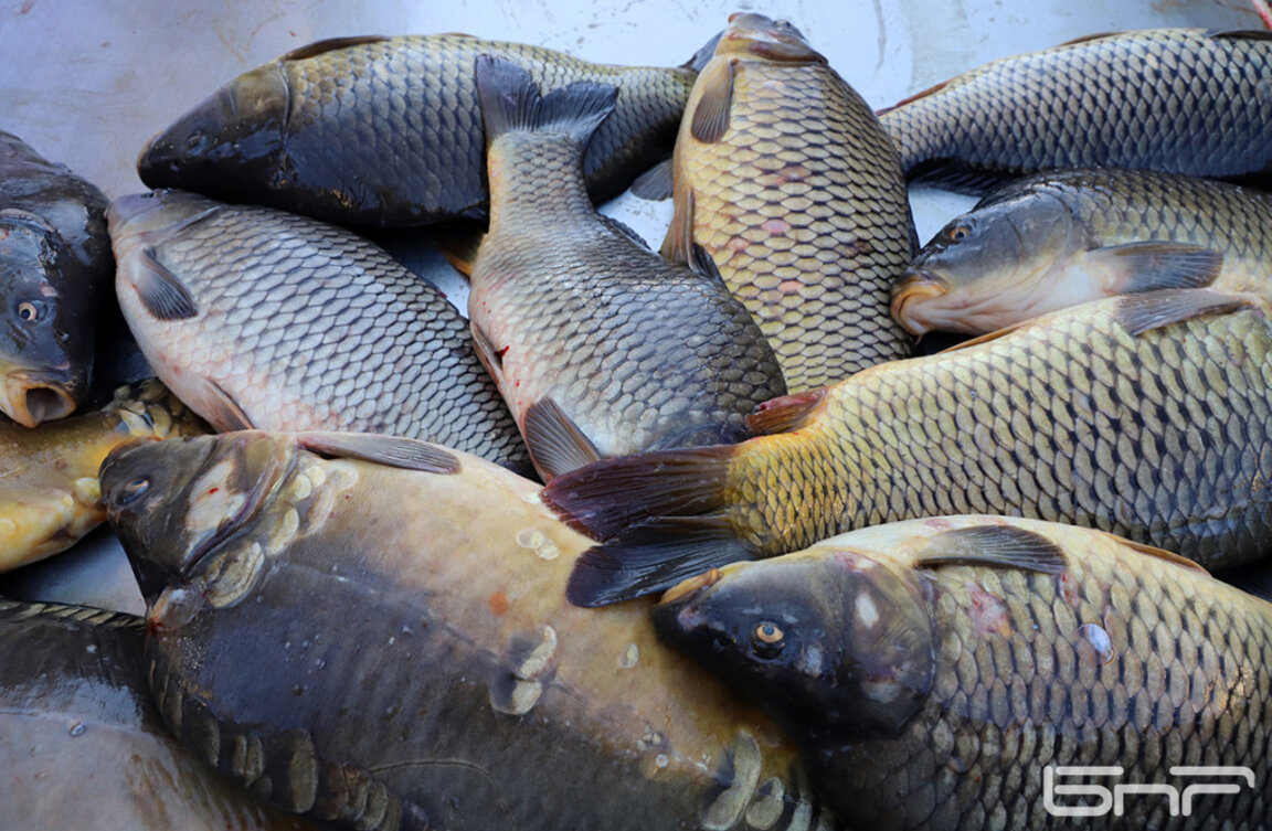 Bulgarians consume an average of just 10 kg of fish a year