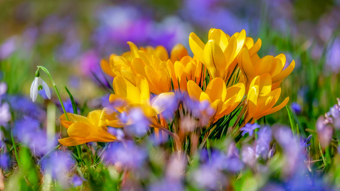 Пролетният празник "Цветница 2026" продължава да радва жителите на Ловеч