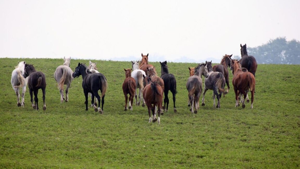 Bulgariens ältestes Gestüt bewahrt vom Aussterben bedrohte Rassen
