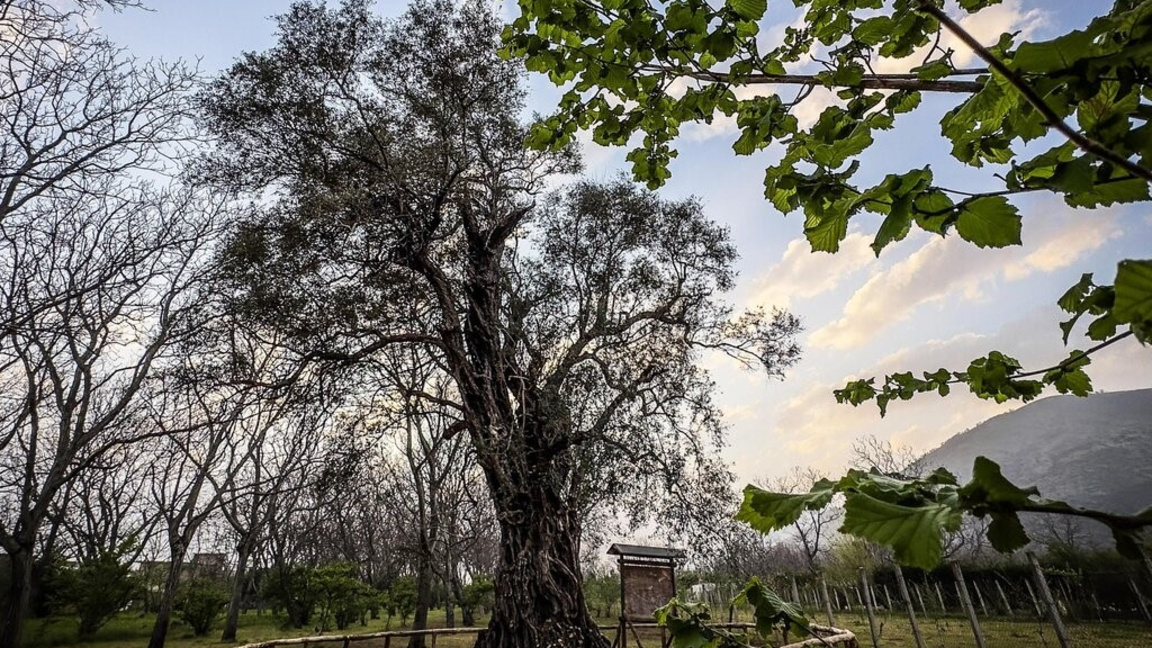 Burgas’ı binlerce yıllık zeytin ağaçları...