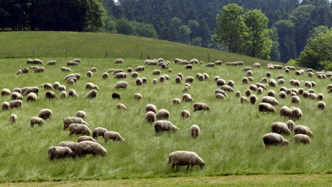 НОКА настоява за спешни антикризисни мерки в сектор "Животновъдство"