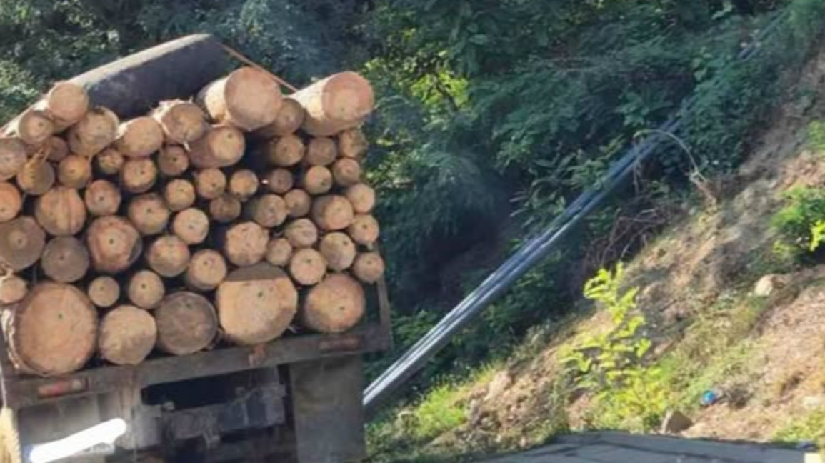 ЮЗДП засилва контрола върху превоза на дървесина