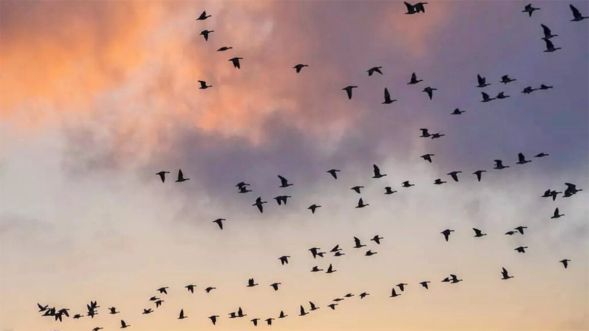 В България можем да наблюдаваме 70% от всички видове птици в Европа