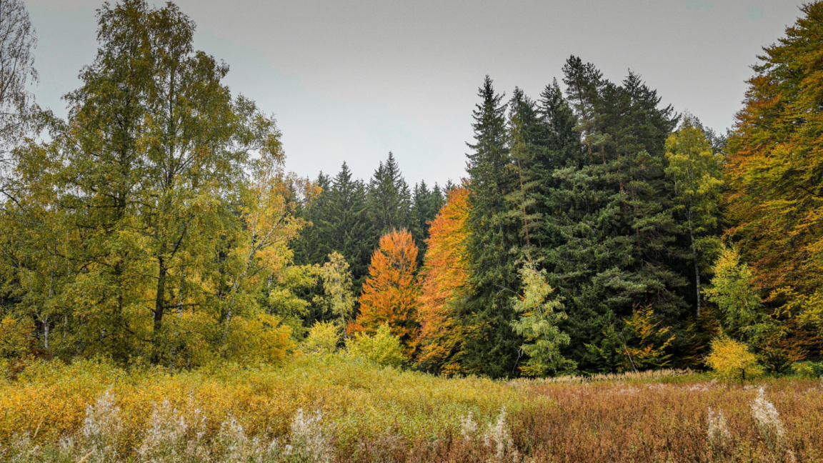 Foggy morning, followed by mostly sunny, warm and dry weather