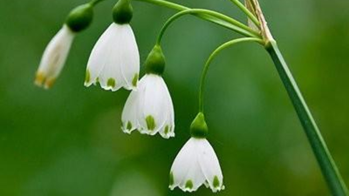 С нови защитени територии опазваме блатно кокиче, сфагнов мъх и вековни дъбове