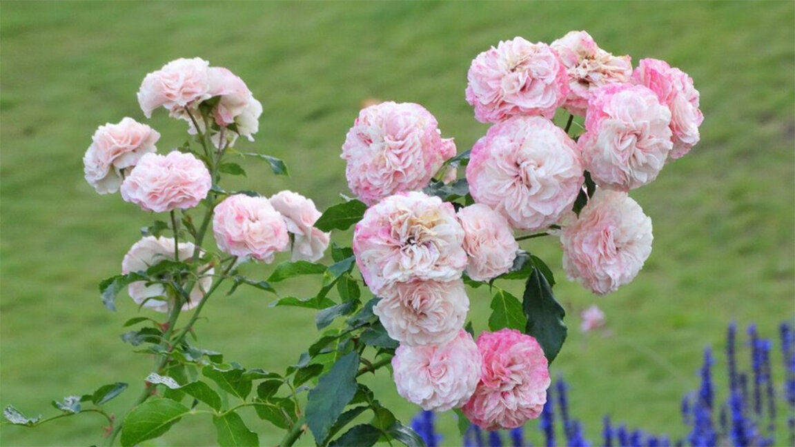 Invitation for planting Bulgarian roses near Niagara Falls